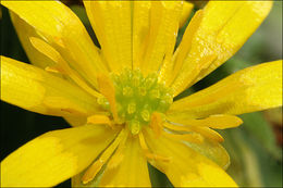 Image of <i>Ranunculus ficaria</i> ssp. <i>bulbilifer</i>