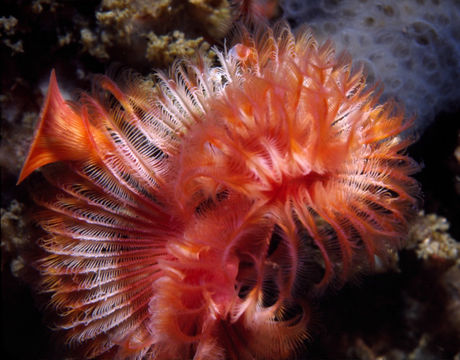 Image of Limy tube worm