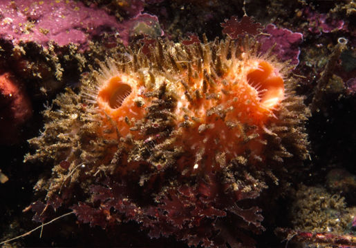 Image of Boltenia villosa (Stimpson 1864)