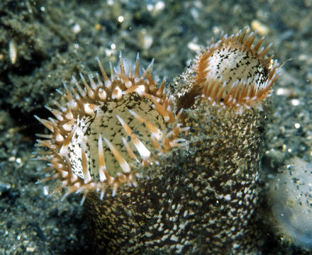 Image of Pacific gaper clam