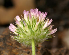 Imagem de Trifolium microcephalum Pursh