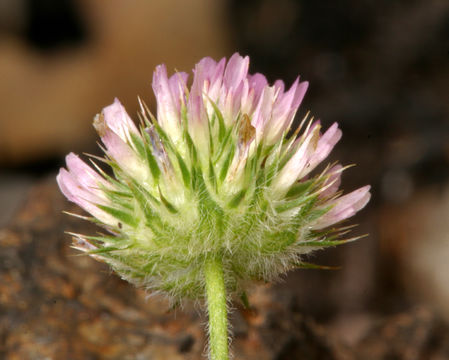 Слика од Trifolium microcephalum Pursh