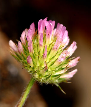 Trifolium microcephalum Pursh resmi