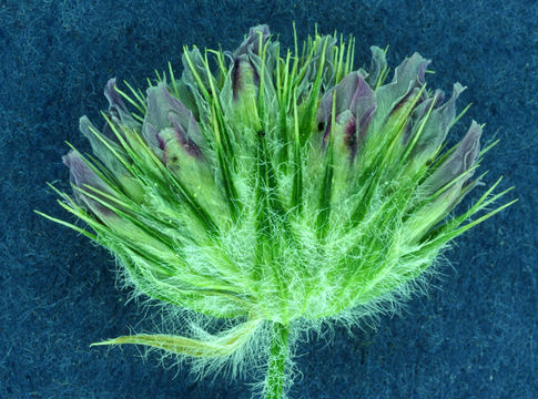 Trifolium microcephalum Pursh resmi