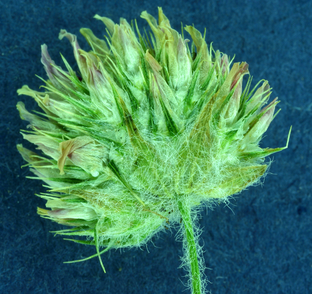 Image of smallhead clover