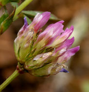 Image of Foothill Clover