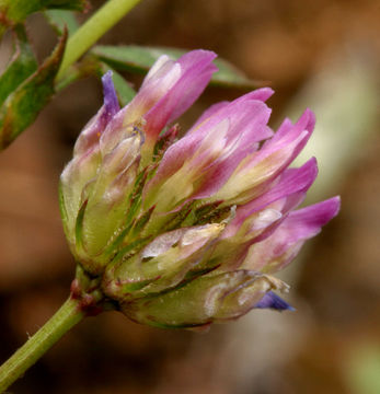 Plancia ëd Trifolium ciliolatum Benth.