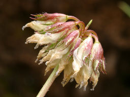 Image of Foothill Clover