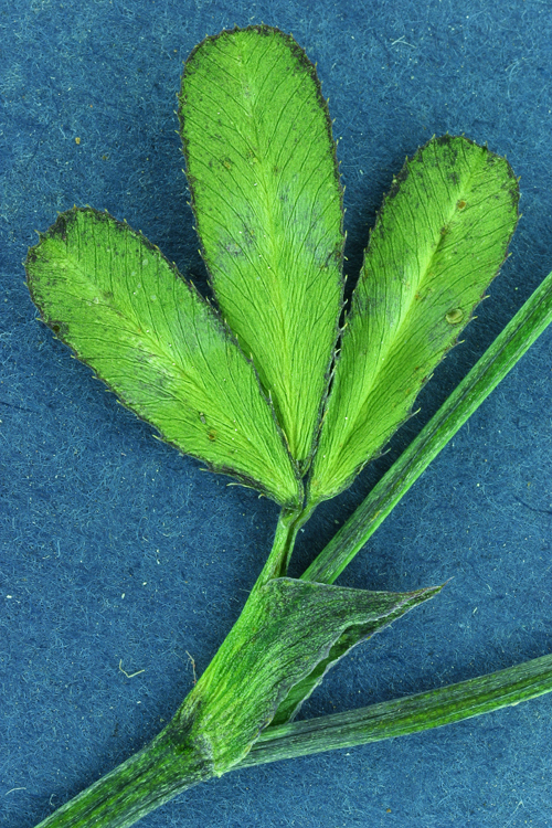 Image of Foothill Clover