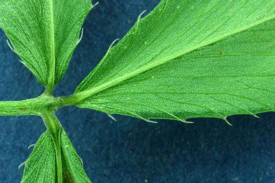 Image of Foothill Clover