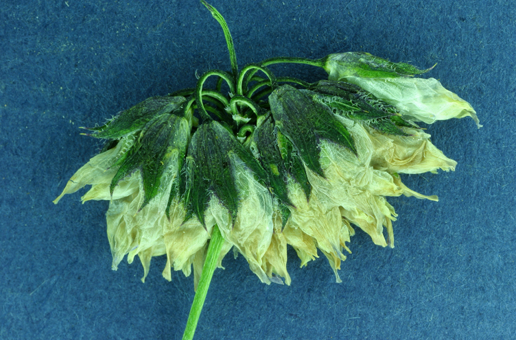 Image of Foothill Clover