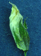 Image of Foothill Clover