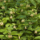 Image of tuberous comfrey