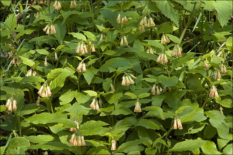 Plancia ëd Symphytum tuberosum L.