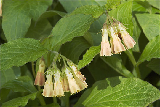 Plancia ëd Symphytum tuberosum L.