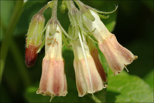 Plancia ëd Symphytum tuberosum L.