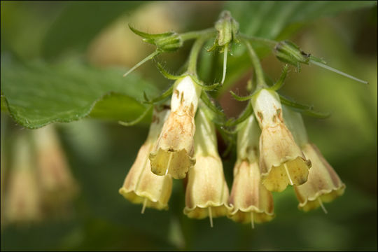 Plancia ëd Symphytum tuberosum L.