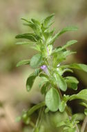 Pogogyne serpylloides (Torr.) A. Gray resmi