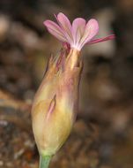 صورة Petrorhagia dubia (Raf.) G. López González & Á. M. Romo