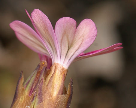 صورة Petrorhagia dubia (Raf.) G. López González & Á. M. Romo