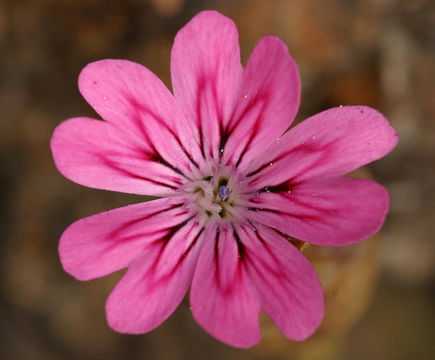 صورة Petrorhagia dubia (Raf.) G. López González & Á. M. Romo