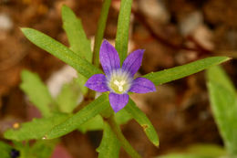 Image of Common Bluecup