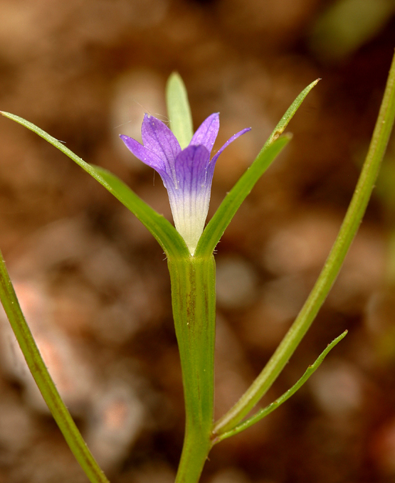 Image of Common Bluecup