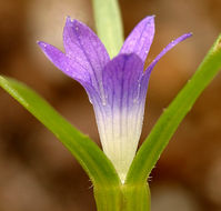 Image of Common Bluecup