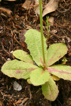 Hypochaeris glabra L. resmi