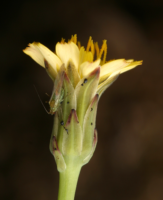 Hypochaeris glabra L. resmi