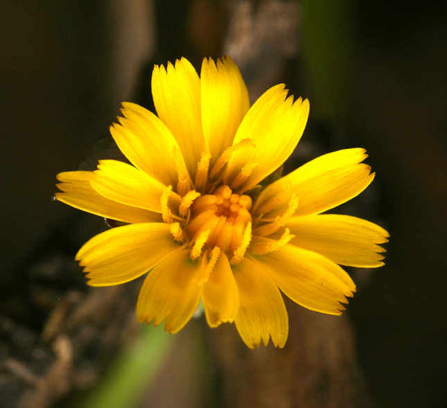 Hypochaeris glabra L. resmi