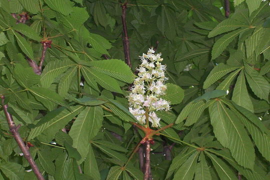 Imagem de Aesculus hippocastanum L.