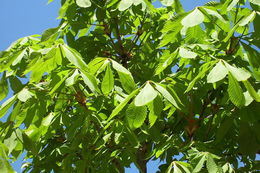 Image of European horse chestnut