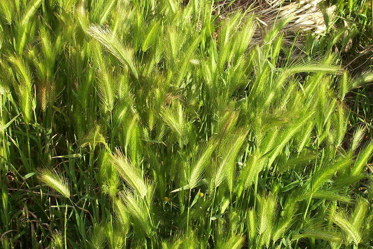 Image of mouse barley