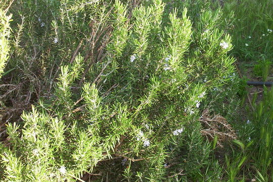 Image of <i>Rosmarinus officinalis</i>