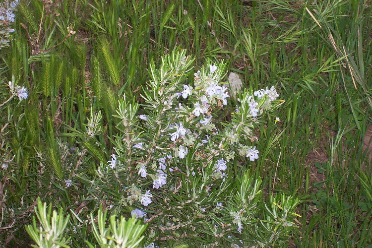 Image of <i>Rosmarinus officinalis</i>