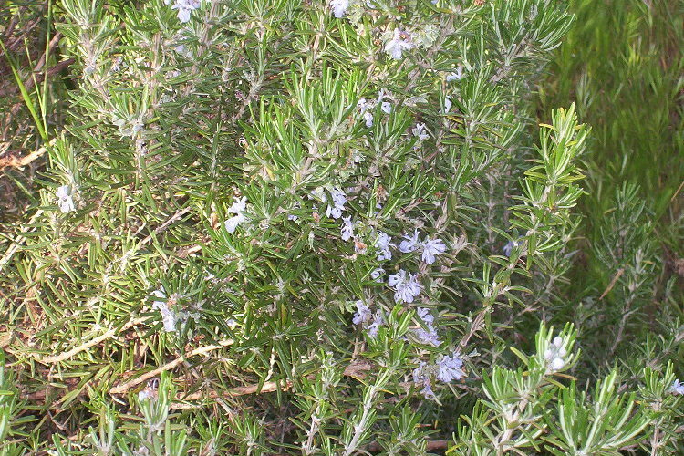 Image of <i>Rosmarinus officinalis</i>