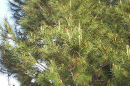 Image of Aleppo Pine