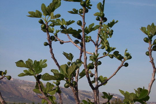 Image of Fig