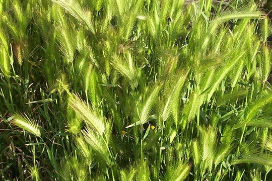 Image of mouse barley