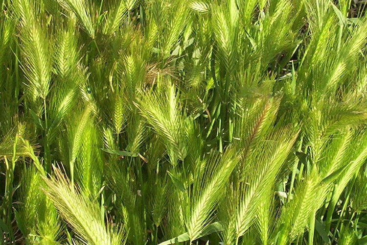 Image of mouse barley