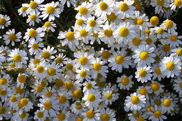 Image of False chamomile