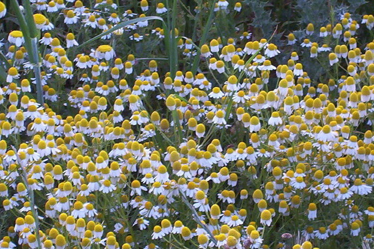 Image of False chamomile