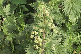 Image of Roman nettle