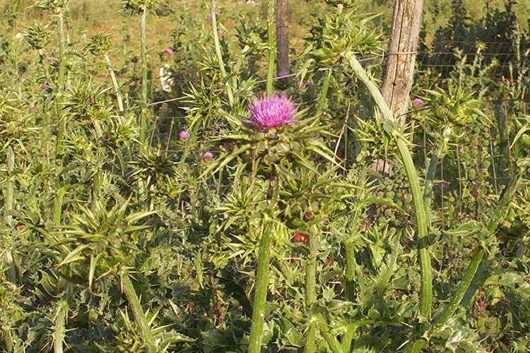 Image of blessed milkthistle