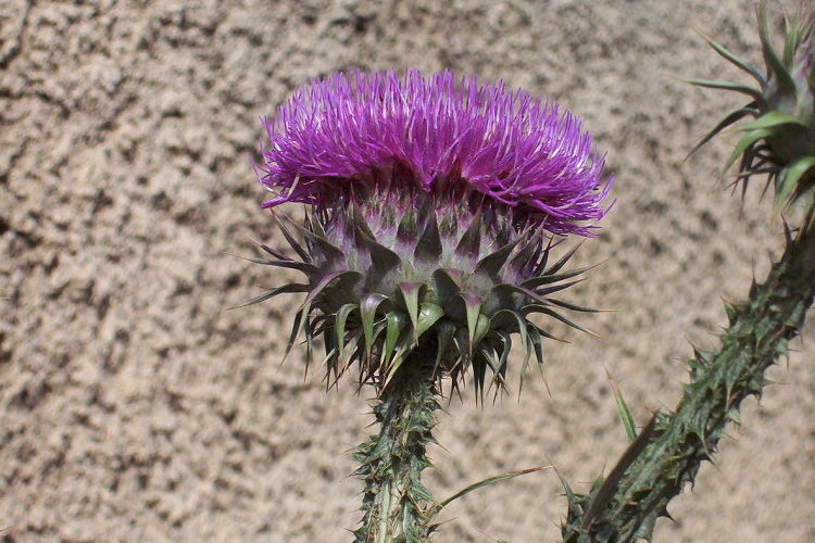 Image of Illyrian cottonthistle