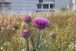 Image of Illyrian cottonthistle