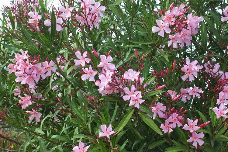 Image of Oleander