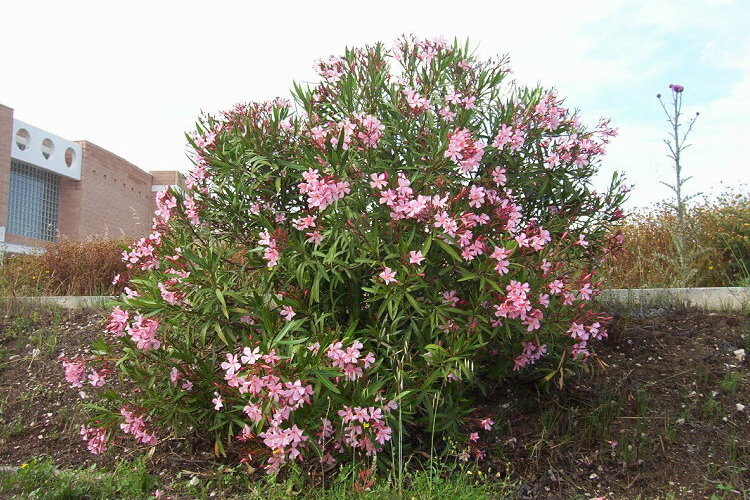 Image of Oleander