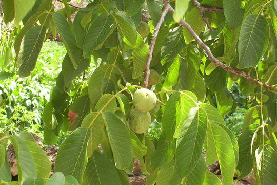 Image of Common walnut